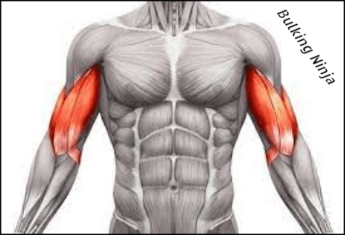 BICEPS muscle -what is hardest muscles to grow