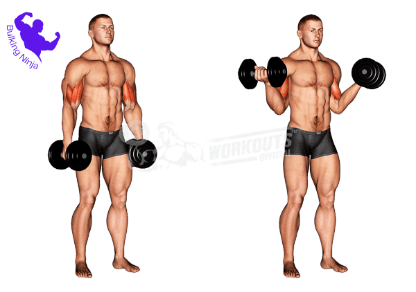 Biceps curl / Dumbbell Curls -Can You Gain Muscle With Just Dumbbells