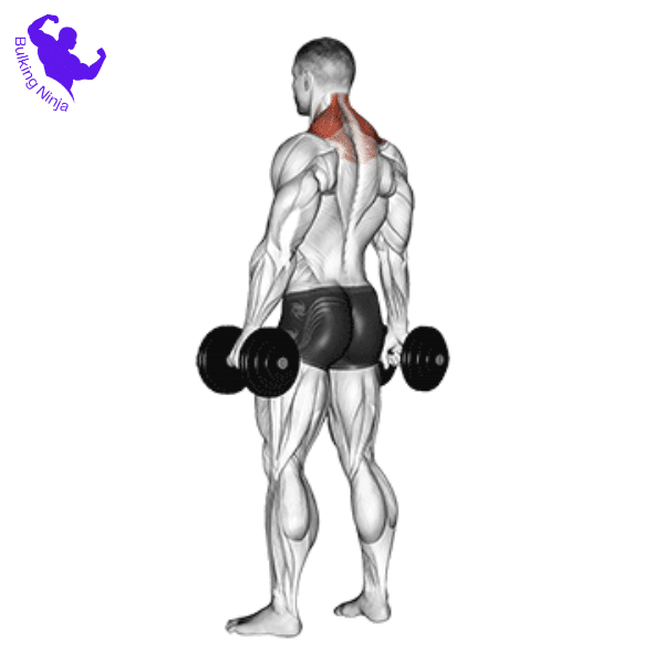 Dumbbell Shrugs -Can You Gain Muscle With Just Dumbbells-https://bulkingninja.com/