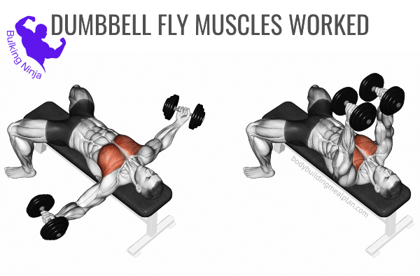 Lying dumbbell fly / Dumbbell Floor Pec Flys -Can You Gain Muscle With Just Dumbbells