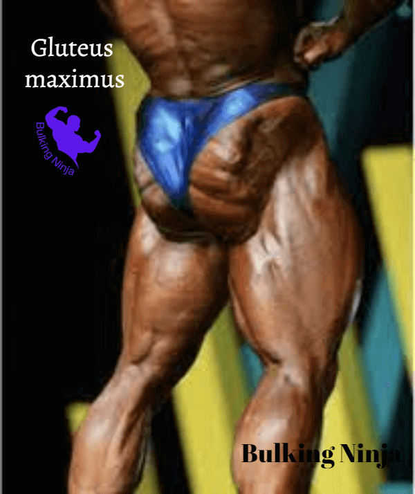 Gluteus maximus