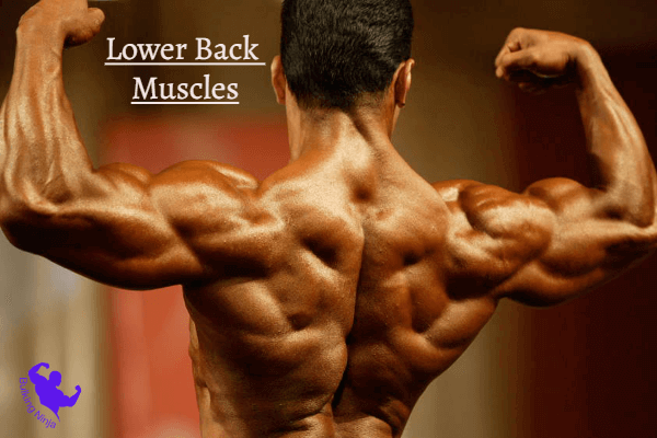 Lower Back Muscles - easiest muscles to build