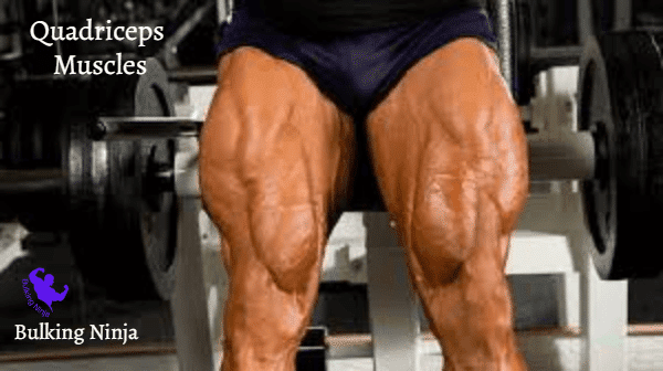 Quadriceps Muscles