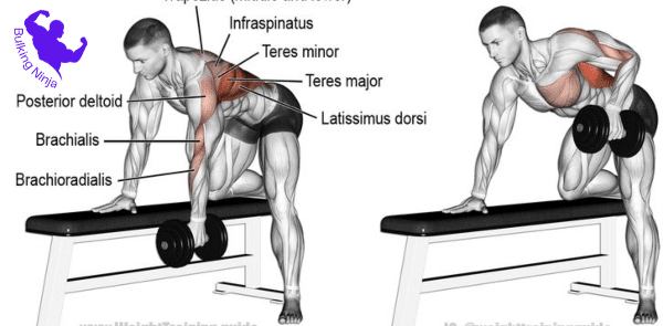 Dumbbell Rows / Bent Over Dumbbell Rows -Can You Gain Muscle With Just Dumbbells-https://bulkingninja.com/