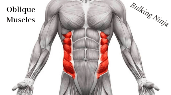 oblique-muscles-hardest-muscles-to-build