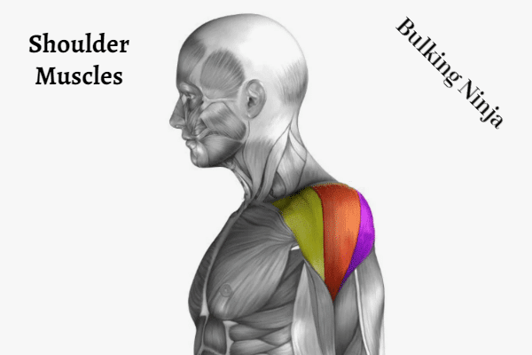 shoulder muscles - Hardest muscles to grow