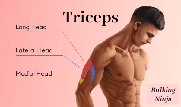 triceps muscle Hardest muscles to gain