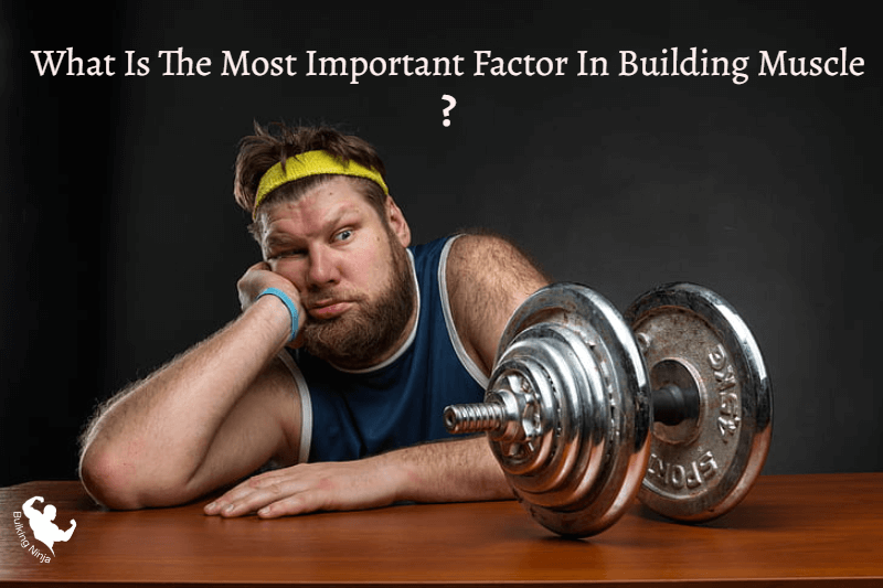 What is The Most Important Factor in Building Muscle (2023)