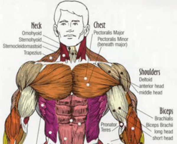 https://bulkingninja.com/How-to-Build-Muscles-With-Boxing