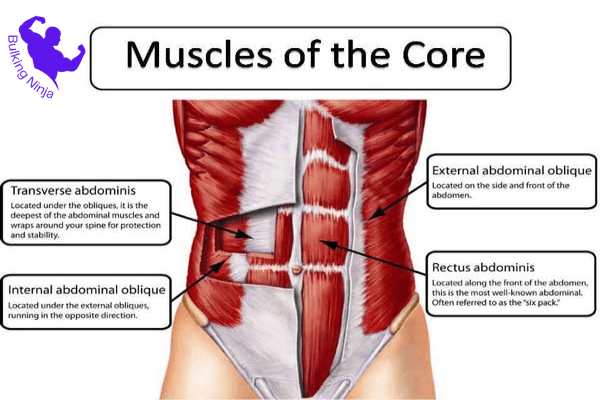 https://bulkingninja.com/How-to-Build-Muscles-With-Boxing