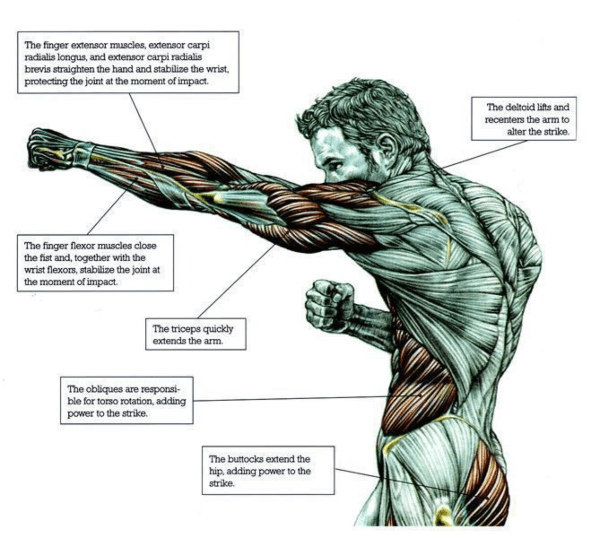 https://bulkingninja.com/How-to-Build-Muscles-With-Boxing