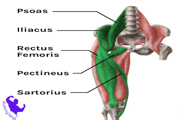 https://bulkingninja.com/How-to-Build-Muscles-With-Boxing