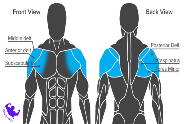 https://bulkingninja.com/How-to-Build-Muscles-With-Boxing