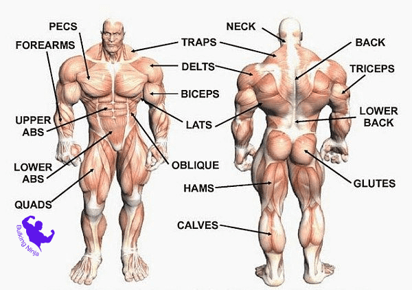 What Muscles Does running  Work-Does Running Grow Muscle-https://bulkingninja.com/