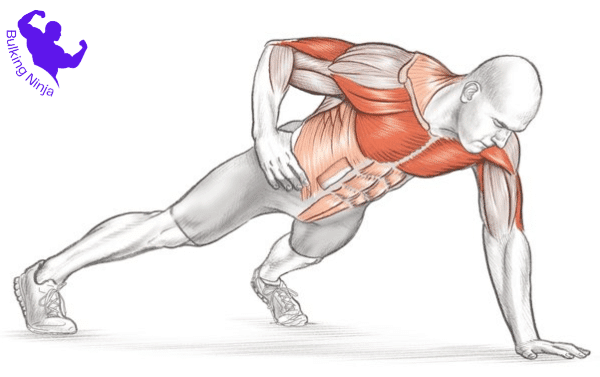 Which Muscles Are Used In One-Arm Pushups-What Are The Benefits Of One-Arm Pushups://bulkingninja.com/