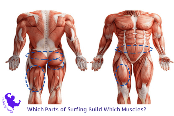https://bulkingninja.com/Is-Surfing-Good-For-Gaining-Muscle/