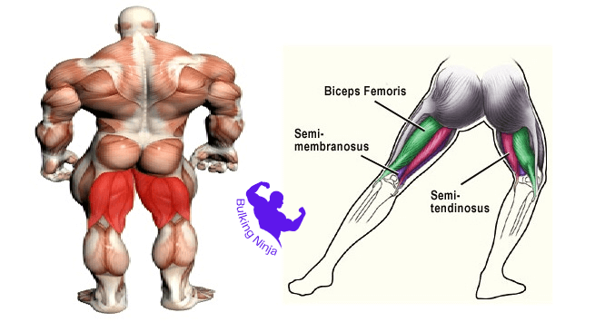 https://bulkingninja.com/How-to-Build-Muscles-With-Boxing