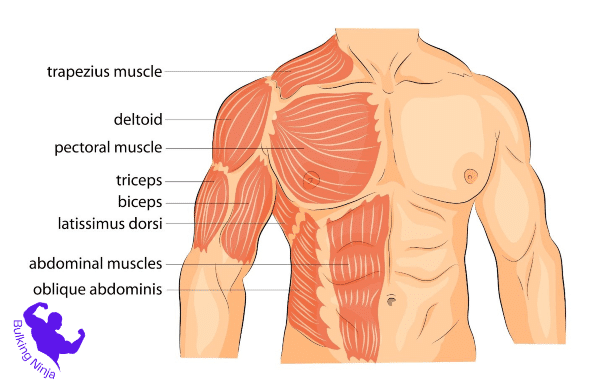 Muscles are used in handstand push ups