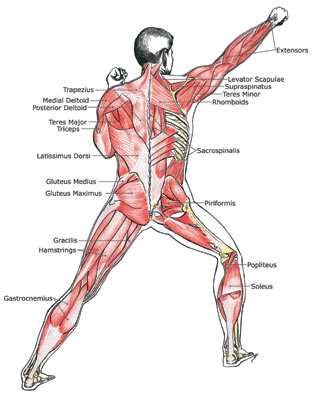important muscles for martial arts-Does Martial Arts Build Muscle? ://bulkingninja.com/