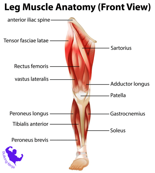 What Muscle Groups Does Cycling Target-Does Cycling Grow Muscles