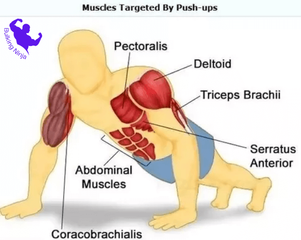 What Muscles Does Wide Push-Ups Work-Are Wide Grip Push Ups Better For Grow Muscle://bulkingninja.com/