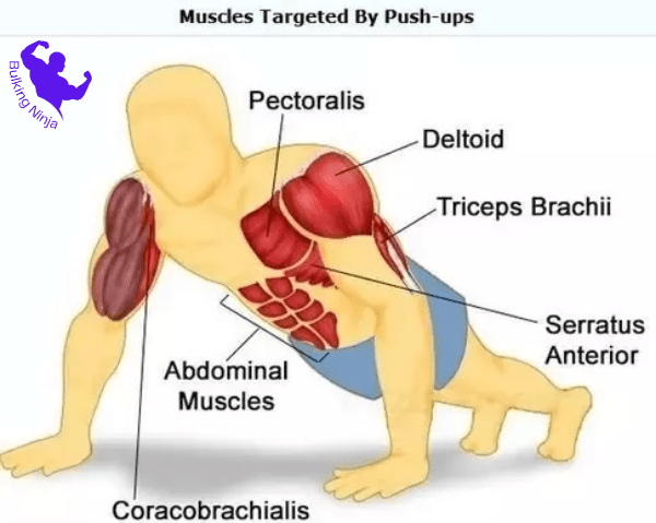 Which Muscles are Used in Pushups-Most important types of pushups for grow muscles://bulkingninja.com/