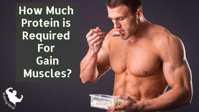 How Much Protein is Required For Gain Muscles? Best diet plan for easy grow muscles 2023