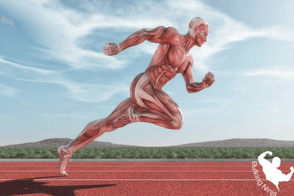 https://bulkingninja.com/how-do-sprinters-gain-muscle/