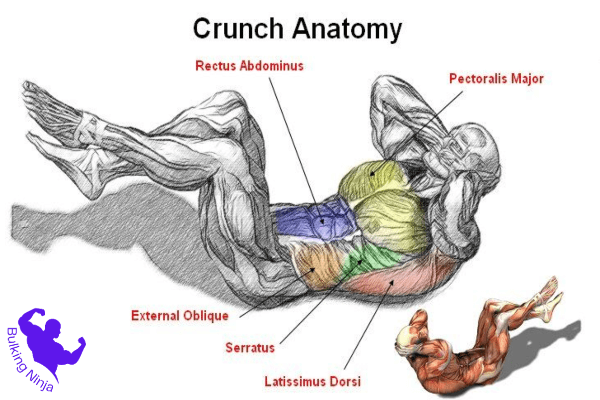 https://bulkingninja.com/what-are-best-benefits-of-crunches-exercises/