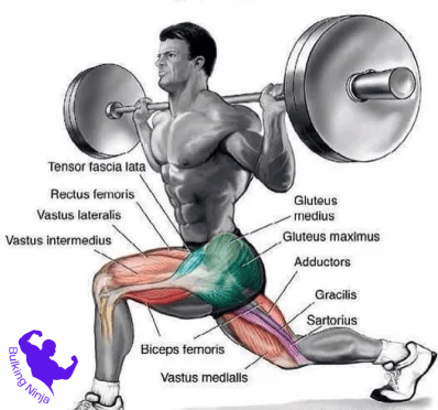 https://bulkingninja.com/are-dumbbell-lunges-good-for-legs-muscles/